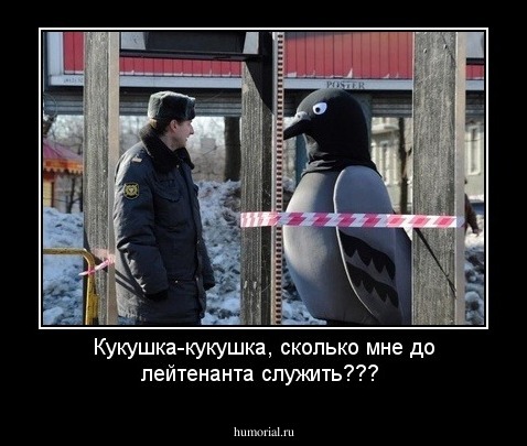 Кукушка-кукушка, сколько мне до лейтенанта служить???