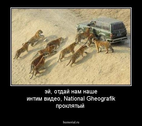 эй, отдай нам наше интим видео, National Gheografik проклятый 