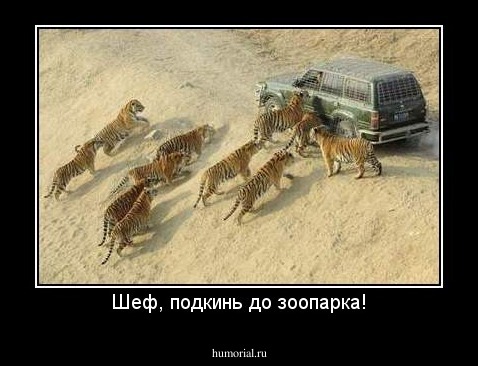 Шеф, подкинь до зоопарка!