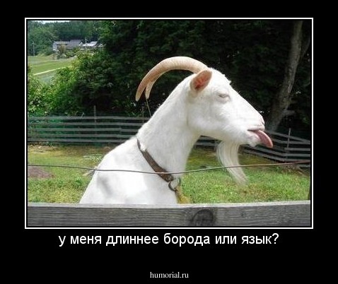 у меня длиннее борода или язык?