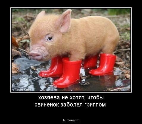 хозяева не хотят, чтобы свиненок заболел гриппом