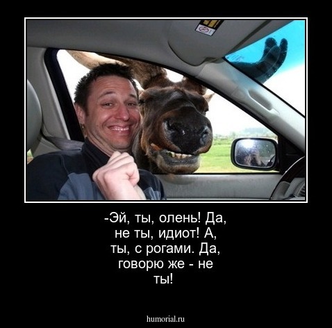 -Эй, ты, олень! Да, не ты, идиот! А, ты, с рогами. Да, говорю же - не ты!