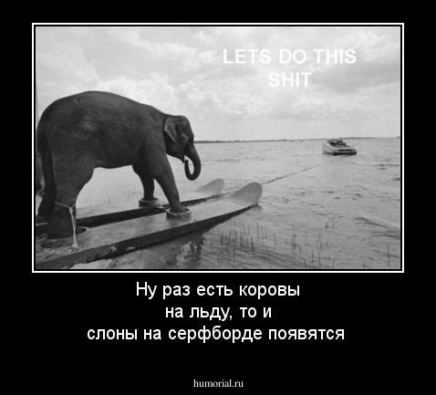 Ну раз есть коровы на льду, то и слоны на серфборде появятся
