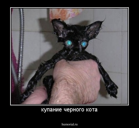 купание черного кота