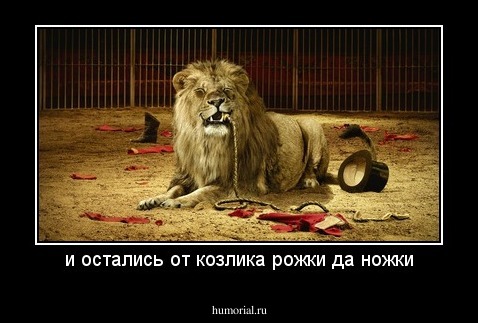 и остались от козлика рожки да ножки
