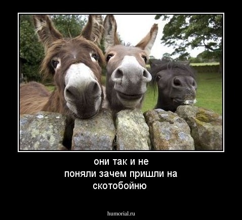они так и не поняли зачем пришли на скотобойню