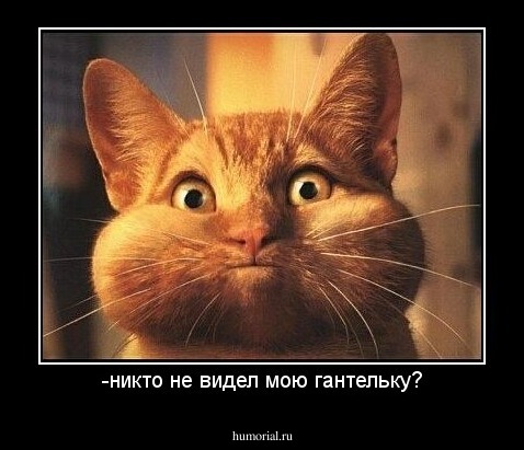 -никто не видел мою гантельку?