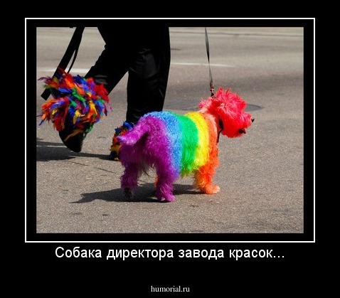 Собака директора завода красок...
