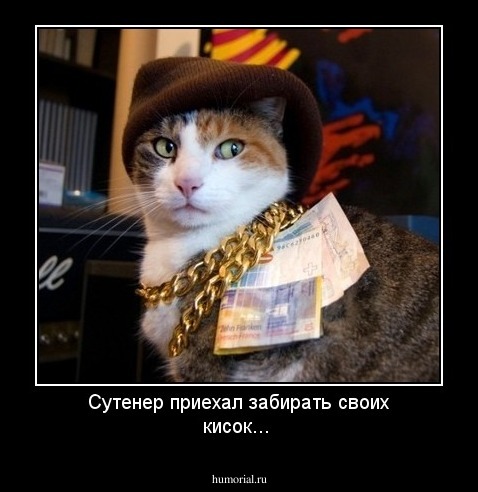 Сутенер приехал забирать своих кисок...