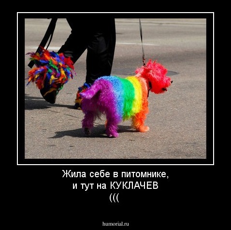 Жила себе в питомнике, и тут на КУКЛАЧЕВ (((