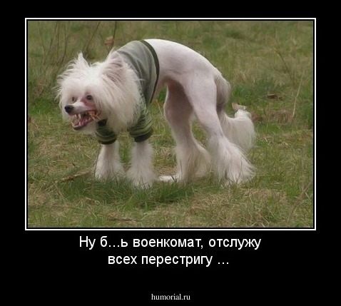 Ну б...ь военкомат, отслужу всех перестригу ...
