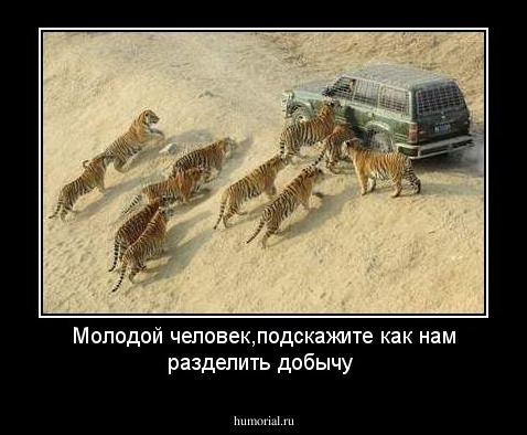 Молодой человек,подскажите как нам разделить добычу