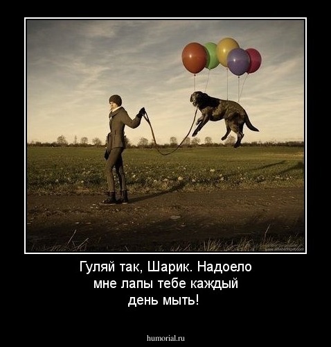 Гуляй так, Шарик. Надоело мне лапы тебе каждый день мыть!