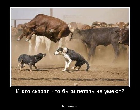 И кто сказал что быки летать не умеют?