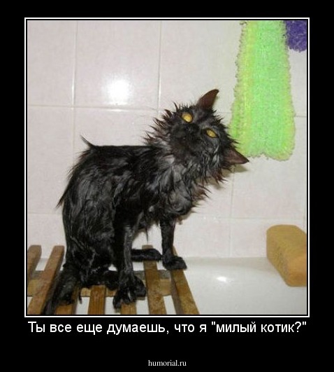 Ты все еще думаешь, что я "милый котик?"