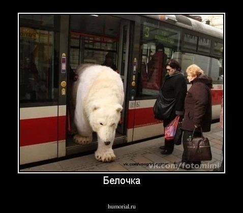 Белочка