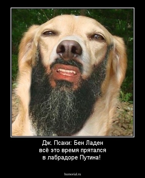 Дж. Псаки:  Бен Ладен всё это время прятался в лабрадоре Путина!