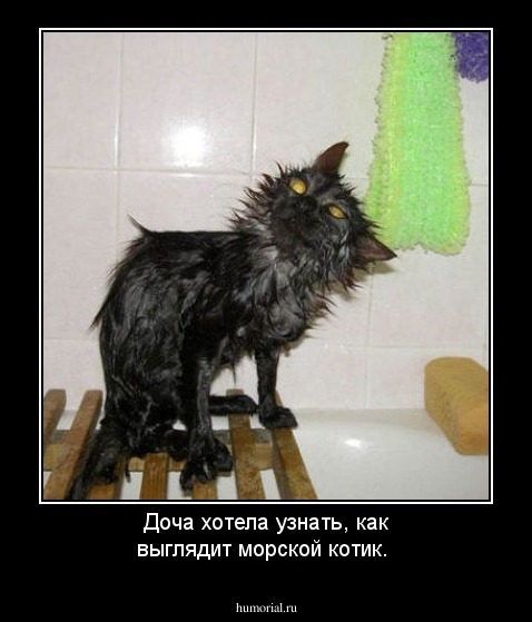 Доча хотела узнать, как выглядит морской котик.