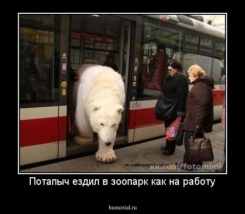 Потапыч ездил в зоопарк как на работу