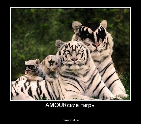 AMOURские тигры