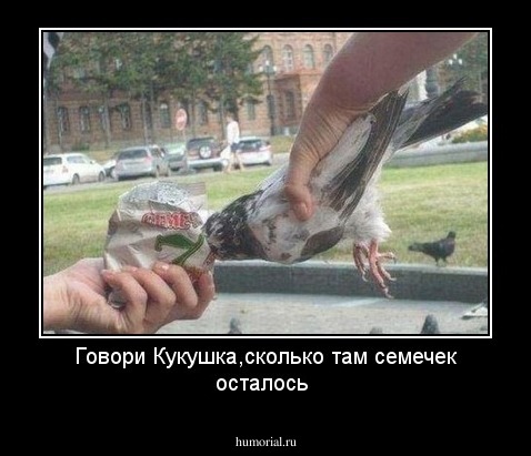 Говори Кукушка,сколько там семечек осталось