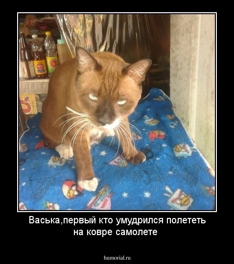 Васька,первый кто умудрился полететь на ковре самолете