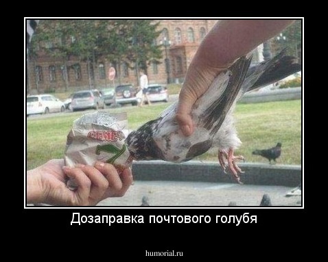 Дозаправка почтового голубя
