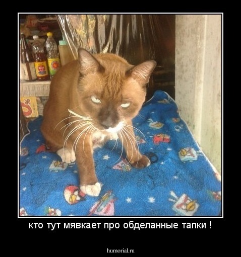 кто тут мявкает про обделанные тапки !