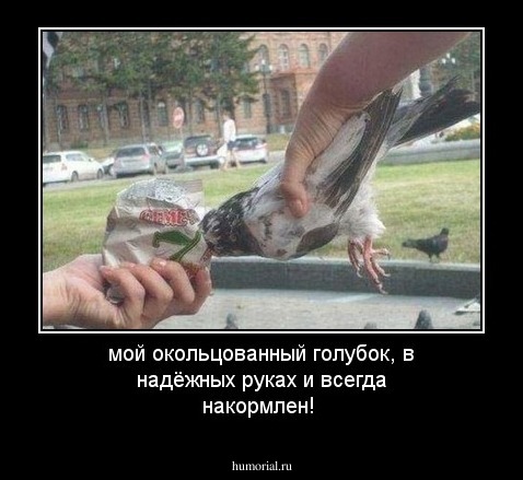 мой окольцованный голубок, в надёжных руках и всегда накормлен! 
