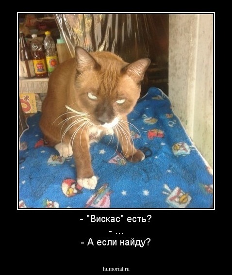- "Вискас" есть?
- ...
- А если найду?