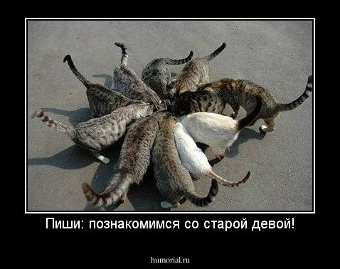 Пиши: познакомимся со старой девой!