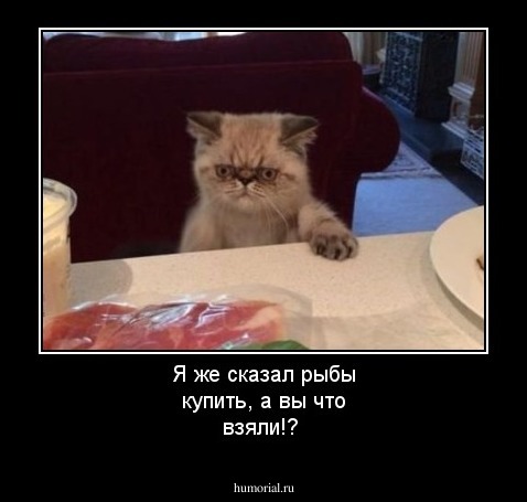 Я же сказал рыбы купить, а вы что взяли!?