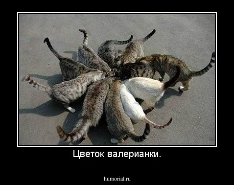 Цветок валерианки.