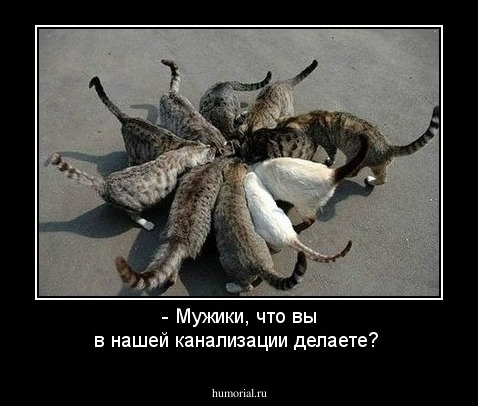 - Мужики, что вы в нашей канализации делаете?