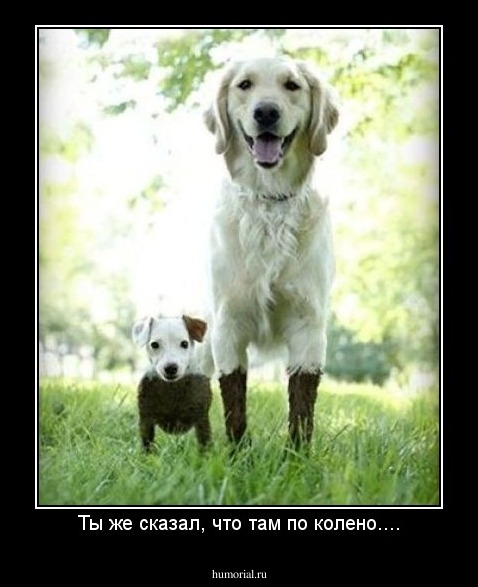 Ты же сказал, что там по колено....