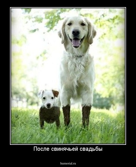 После свинячьей свадьбы