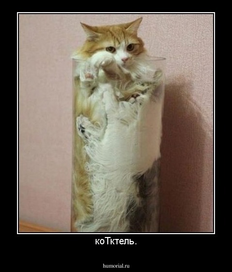 коТктель.