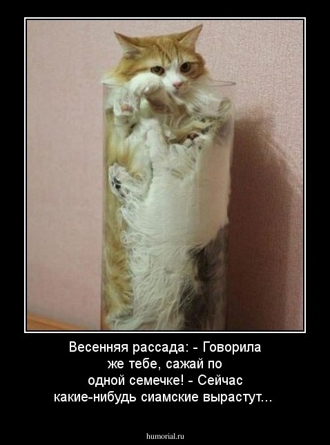 Весенняя рассада:
 - Говорила же тебе, сажай по одной семечке!
- Сейчас какие-нибудь сиамские вырастут...