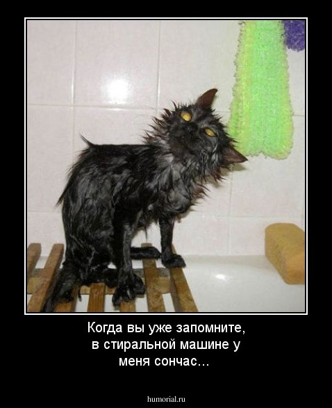 Когда вы уже запомните, в стиральной машине у меня сончас...