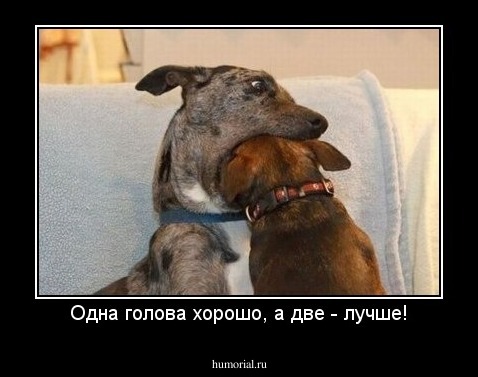 Одна голова хорошо, а две - лучше!