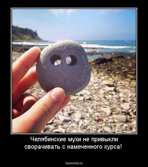 Челябинские мухи не привыкли  сворачивать с намеченного курса!