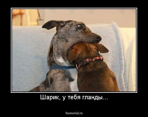 Шарик, у тебя гланды...