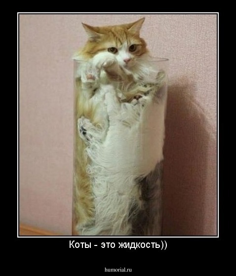 Коты - это жидкость))