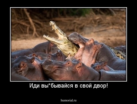 Иди вы*бывайся в свой двор!
