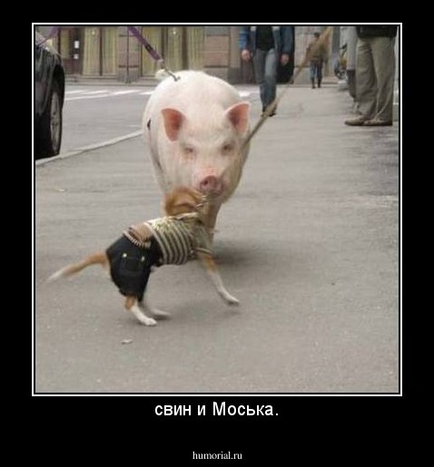 свин и Моська.