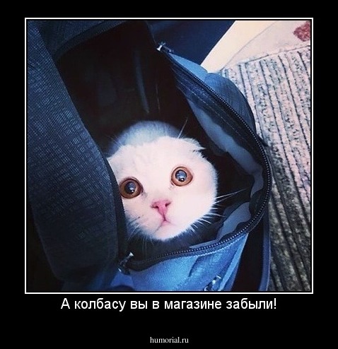 А колбасу вы в магазине забыли!