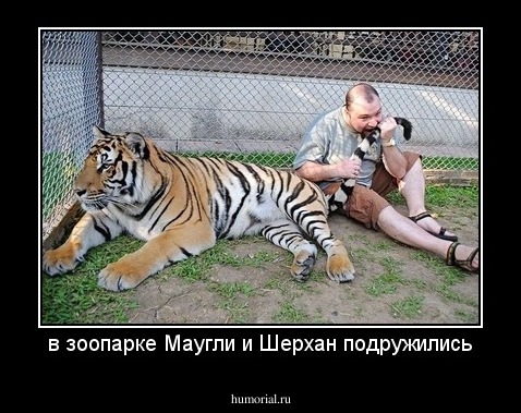 в зоопарке Маугли и Шерхан подружились