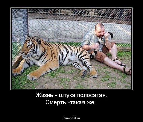 Жизнь - штука полосатая. Смерть -такая же.