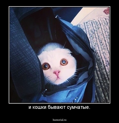 и кошки бывают сумчатые.