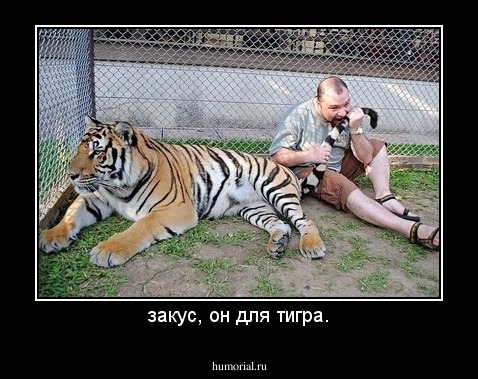 закус, он для тигра.